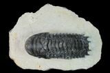 Crotalocephalina Trilobite - Atchana, Morocco #153917-2